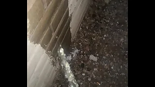 Pissing on a Wall Outside